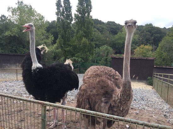Polonezköy Hayvanat Bahçesi
